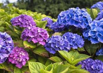 Expert tells gardeners February is ‘last opportunity’ in warning over hydrangeas