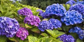 Expert tells gardeners February is ‘last opportunity’ in warning over hydrangeas