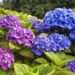 Expert tells gardeners February is ‘last opportunity’ in warning over hydrangeas