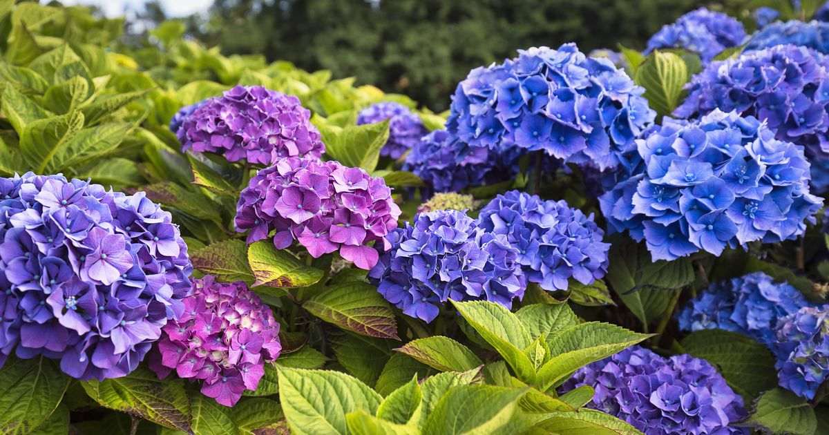 Expert tells gardeners February is ‘last opportunity’ in warning over hydrangeas