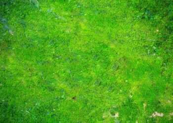 Simple method to remove moss from your lawn and make it greener for spring