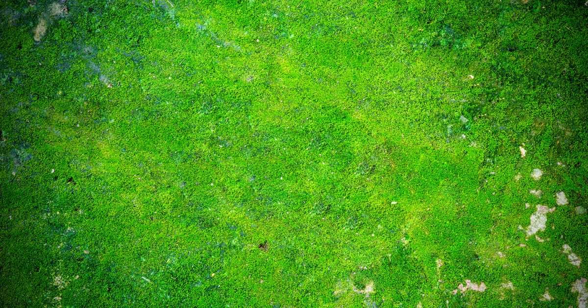 Simple method to remove moss from your lawn and make it greener for spring