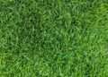 Lawns will be greener and less patchy if you scatter common item in garden