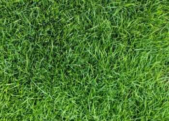 Lawns will be greener and less patchy if you scatter common item in garden