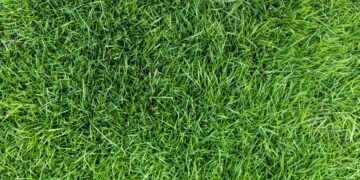 Lawns will be greener and less patchy if you scatter common item in garden