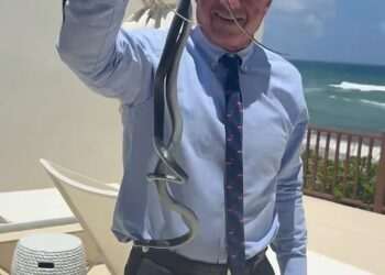 RFK Jr catches two SNAKES with his bare hands while his wife Cheryl squeals after spotting them on Dr Oz’s patio