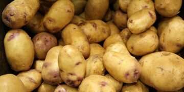 Eating potatoes CAN help you drop pant sizes… dietitians reveal how to make the carb part of a weight-loss diet