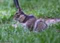 Grotesque ‘zombie squirrels’ with oozing flesh pods spark alarm across the US