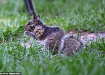 Grotesque ‘zombie squirrels’ with oozing flesh pods spark alarm across the US