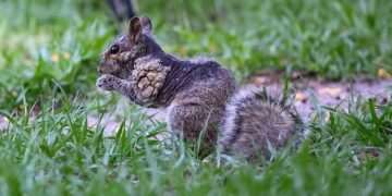 Grotesque ‘zombie squirrels’ with oozing flesh pods spark alarm across the US