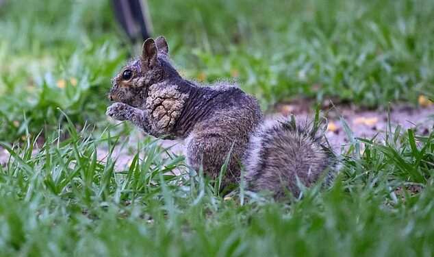 Grotesque ‘zombie squirrels’ with oozing flesh pods spark alarm across the US