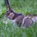 Grotesque ‘zombie squirrels’ with oozing flesh pods spark alarm across the US