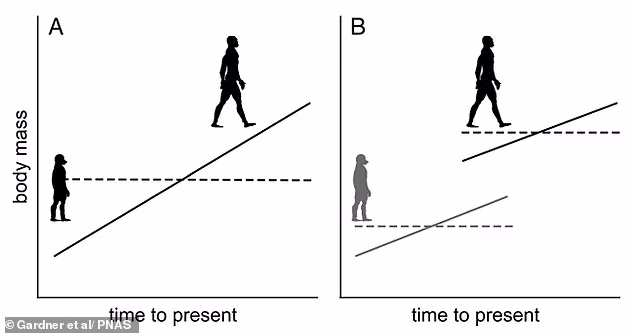 Growth spurt! Humans ‘jumped’ in size two million years ago, scientists reveal