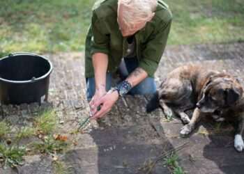 Weeds will vanish from patios if sprayed with three common ingredients