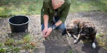 Weeds will vanish from patios if sprayed with three common ingredients