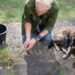 Weeds will vanish from patios if sprayed with three common ingredients