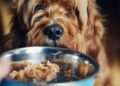 Dog health alert as owners urged to follow ’20 minute eating’ rule during heatwave
