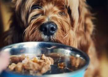 Dog health alert as owners urged to follow ’20 minute eating’ rule during heatwave