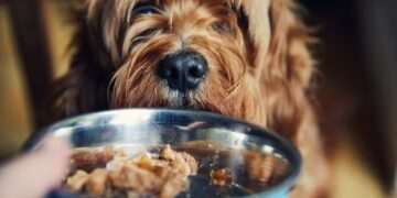 Dog health alert as owners urged to follow ’20 minute eating’ rule during heatwave