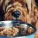Dog health alert as owners urged to follow ’20 minute eating’ rule during heatwave