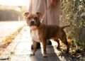 Dog owners urged to do ‘back of hand’ test before walking on Saturday