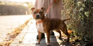 Dog owners urged to do ‘back of hand’ test before walking on Saturday