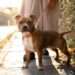 Dog owners urged to do ‘back of hand’ test before walking on Saturday