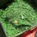 Monty Don’s July warning to gardeners over grass clipping mistake