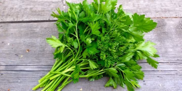 Parsley and cilantro implicated in outbreak of parasite that causes ‘explosive’ bathroom emergencies