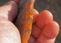 Prehistoric discovery in the Oregon mountains older than Egypt’s Great Pyramid could rewrite human history