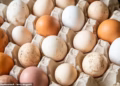 Chicken – not just eggs – now implicated in ‘ongoing’ salmonella outbreak: UK worst hit as deadly bug spreads to seven countries