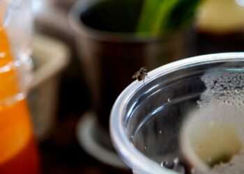 How to get rid of flies in your home, according to a pest expert
