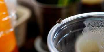 How to get rid of flies in your home, according to a pest expert