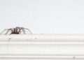 How to prevent spiders entering your home as creepy crawlie season looms
