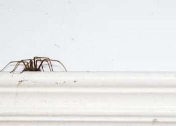 How to prevent spiders entering your home as creepy crawlie season looms