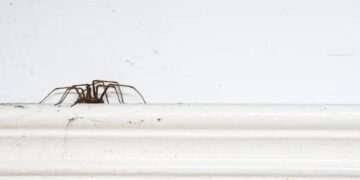 How to prevent spiders entering your home as creepy crawlie season looms