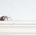 How to prevent spiders entering your home as creepy crawlie season looms