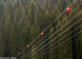 Reason for mysterious orange and white balls seen floating on power lines across America revealed by expert