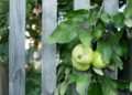 What the law says about picking fruit from neighbour’s overhanging tree