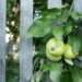 What the law says about picking fruit from neighbour’s overhanging tree