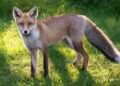 Anyone who has foxes in their gardens warned against doing one thing