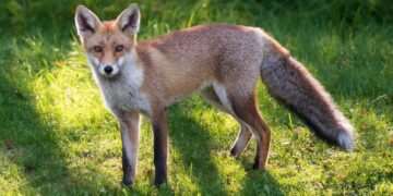 Anyone who has foxes in their gardens warned against doing one thing