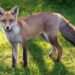 Anyone who has foxes in their gardens warned against doing one thing