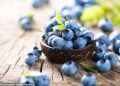 Blueberries can ‘switch on fat-burning mode’ in muscle cells, study finds
