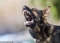 Health experts raise alarm over spike in 100% fatal rabies cases