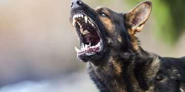 Health experts raise alarm over spike in 100% fatal rabies cases