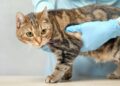 Pet owners to see clear pricing at vet practices by end of the year