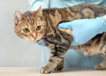 Pet owners to see clear pricing at vet practices by end of the year