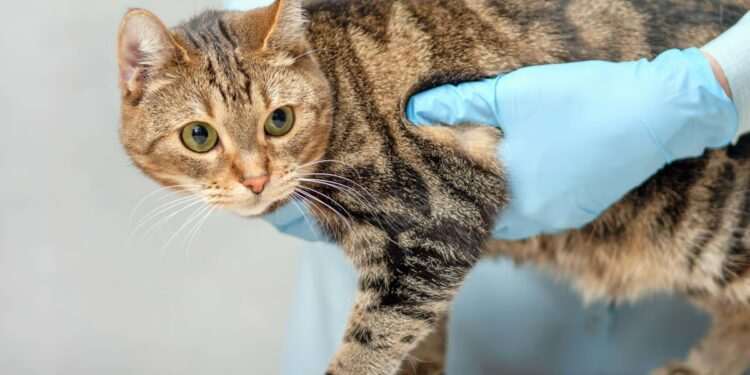 Pet owners to see clear pricing at vet practices by end of the year