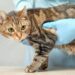 Pet owners to see clear pricing at vet practices by end of the year